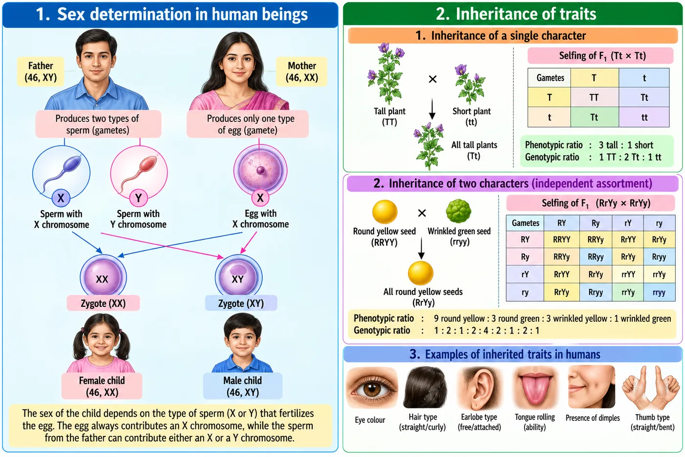 Sex determination: father 46 XY produces X and Y sperms, mother 46 XX produces only X eggs; XX zygote becomes a female child and XY a male child; inheritance of a single character Tt by Tt with Punnett square; inheritance of two characters RrYy by RrYy; examples of human inherited traits like eye colour, hair type, earlobe type, tongue rolling, dimples and thumb type