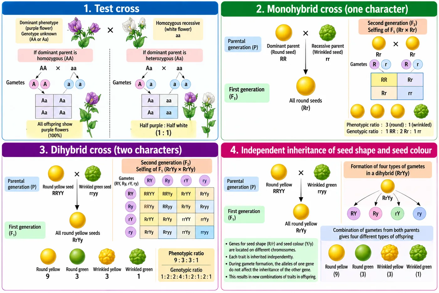 Test cross of purple-flowered plants with white-flowered aa plants giving all purple or half purple and half white; monohybrid cross of round RR and wrinkled rr seeds giving 3 round to 1 wrinkled; dihybrid cross RRYY by rryy giving a 9 to 3 to 3 to 1 ratio; formation of four types of gametes in RrYy