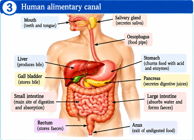 Human alimentary canal: mouth, salivary gland, oesophagus, liver, gall bladder, stomach, pancreas, small intestine, large intestine, rectum and anus