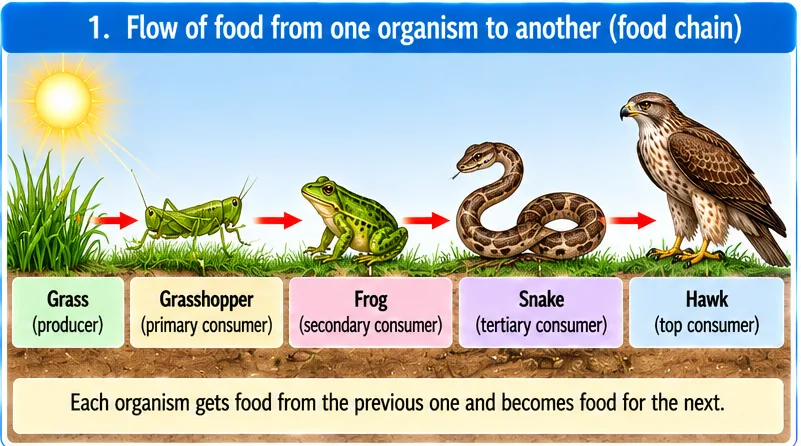 Food chain from grass (producer) to grasshopper (primary consumer), frog (secondary consumer), snake (tertiary consumer) and hawk (top consumer)