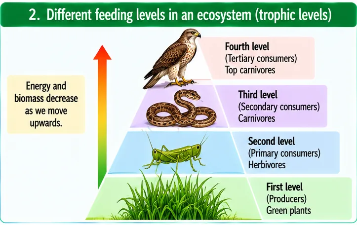 Pyramid of trophic levels: green plants as producers at the first level, herbivorous grasshopper at the second, snake as a carnivore at the third and hawk as a top carnivore at the fourth; energy and biomass decrease upward