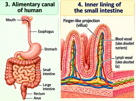 The alimentary canal from mouth to anus and the inner lining of the small intestine with finger-like villi containing blood and lymph vessels