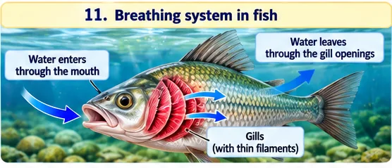 A fish with water entering through the mouth, passing over red gills and leaving through the gill openings