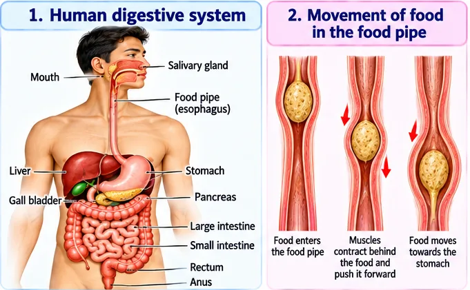 Human digestive system with mouth, salivary gland, food pipe, liver, gall bladder, stomach, pancreas, small and large intestine, rectum and anus, and wave-like movement of food in the food pipe