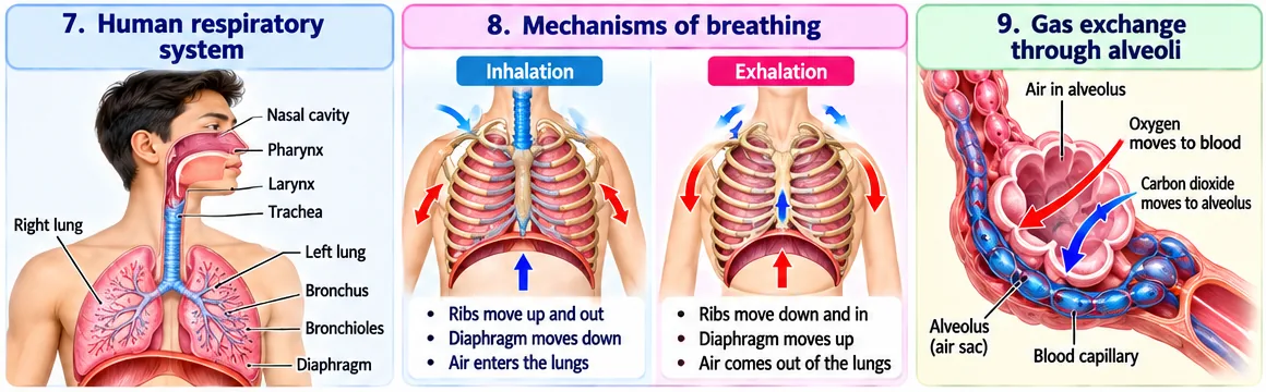 Human respiratory system, ribs and diaphragm during inhalation and exhalation, and exchange of oxygen and carbon dioxide between an alveolus and a blood capillary