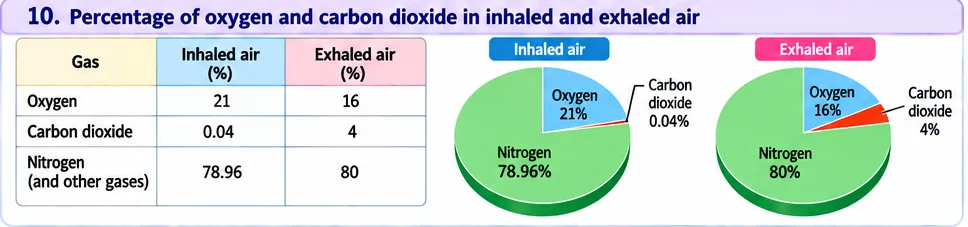 Table and pie charts comparing oxygen 21 percent and carbon dioxide 0.04 percent in inhaled air with oxygen 16 percent and carbon dioxide 4 percent in exhaled air