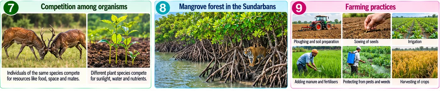 Deer competing, plants competing for resources, the Sundarbans mangrove forest with a tiger, and farming practices from ploughing to harvesting
