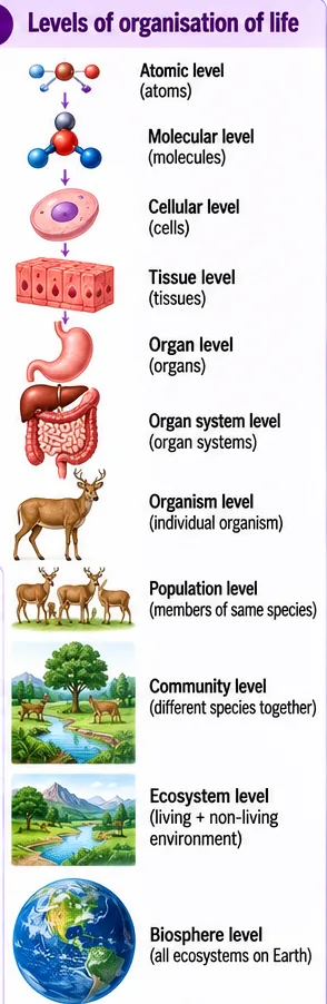 Levels of organisation from atoms, molecules, cells, tissues, organs and organ systems to organism, population, community, ecosystem and biosphere