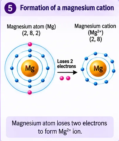 A magnesium atom (2, 8, 2) losing two electrons to form a magnesium cation Mg2+ (2, 8)