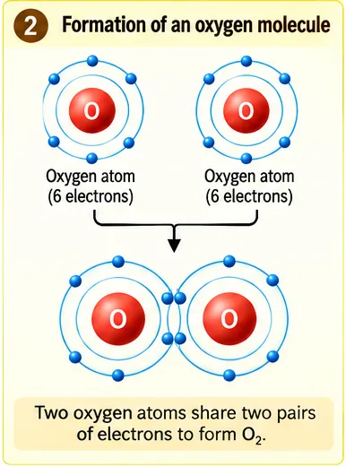Two oxygen atoms with six valence electrons each sharing two pairs of electrons to form O2
