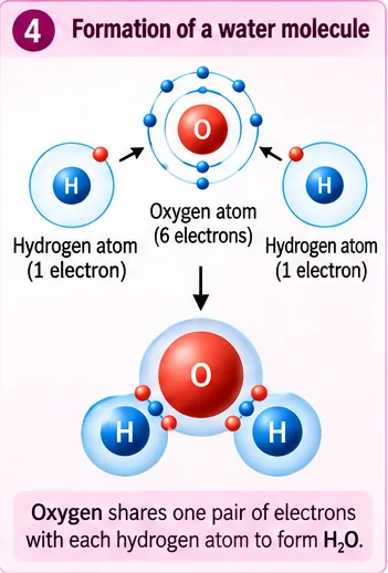 An oxygen atom sharing one pair of electrons with each of two hydrogen atoms to form a water molecule