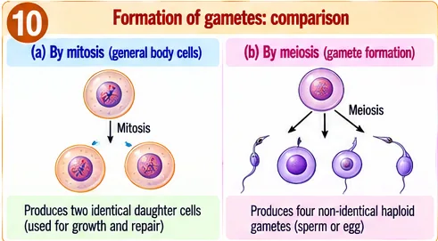 Mitosis producing two identical daughter cells and meiosis producing four non-identical haploid gametes