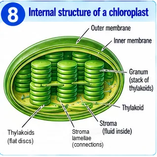 Chloroplast with outer and inner membranes, grana made of stacked thylakoids, stroma lamellae and stroma