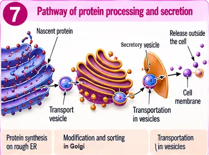 Protein made on rough ER moves in transport vesicles to the Golgi apparatus, then in secretory vesicles to the cell membrane and is released outside