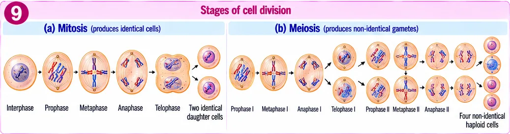 Stages of mitosis from interphase to telophase and stages of meiosis I and II producing four haploid cells