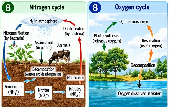 Nitrogen cycle showing nitrogen fixation, assimilation in plants, decomposition, ammonium, nitrites, nitrates, nitrification and denitrification; oxygen cycle showing photosynthesis releasing oxygen, respiration and decomposition using oxygen, and oxygen dissolved in water