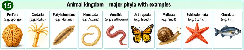 Porifera (sponge), Cnidaria (Hydra), Platyhelminthes (Planaria), Nematoda (Ascaris), Annelida (earthworm), Arthropoda (insect), Mollusca (snail), Echinodermata (starfish) and Chordata (fish)