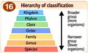 Pyramid of classification levels from kingdom, phylum, class, order, family and genus to species, with broader groups above and narrower groups below