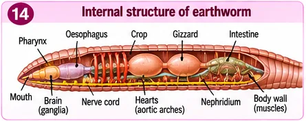 Internal structure of an earthworm showing mouth, pharynx, oesophagus, crop, gizzard, intestine, brain ganglia, nerve cord, hearts and nephridium
