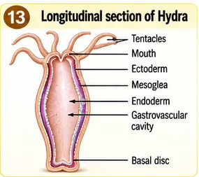 Longitudinal section of Hydra showing tentacles, mouth, ectoderm, mesoglea, endoderm, gastrovascular cavity and basal disc