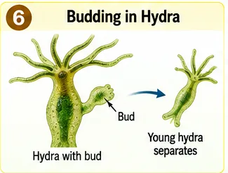 A Hydra with a bud growing on its side and a young hydra separating