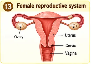 Female reproductive system with ovaries, fallopian tubes, uterus, cervix and vagina