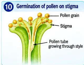 Pollen grains on a stigma with a pollen tube growing down through the style