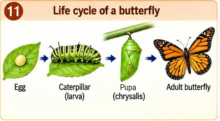 Butterfly life cycle from egg on a leaf to caterpillar (larva), pupa (chrysalis) and adult butterfly