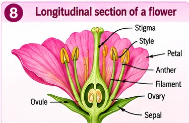 Longitudinal section of a flower showing stigma, style, petal, anther, filament, ovary, ovule and sepal