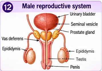 Male reproductive system with urinary bladder, seminal vesicle, prostate gland, vas deferens, epididymis, testis and penis