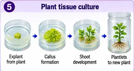 Explant from a plant growing on a medium, callus formation, shoot development and plantlets ready to become new plants