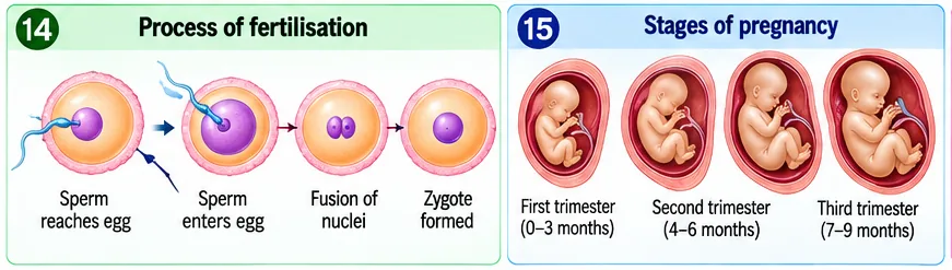 A sperm reaching and entering an egg, fusion of nuclei forming a zygote, and the foetus growing through the first, second and third trimesters