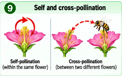 Self-pollination within the same flower and cross-pollination by a bee between two different flowers