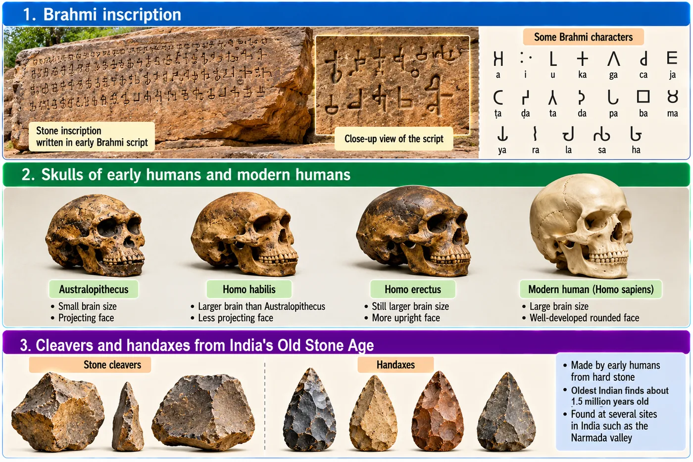 Three panels: a stone inscription with a chart of Brahmi letters and their sounds; skulls of Australopithecus, Homo habilis, Homo erectus and modern humans; and stone cleavers and handaxes from India