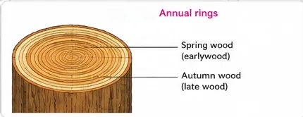 A tree stump showing alternating light spring wood (early wood) and dark autumn wood (late wood) rings