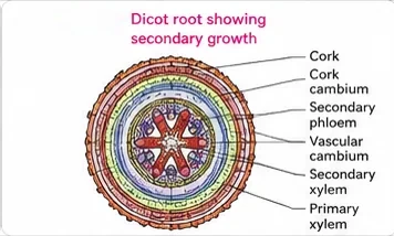 Transverse section of a dicot root after secondary growth with cork, cork cambium, secondary phloem, vascular cambium, secondary xylem and the original primary xylem arms in the centre