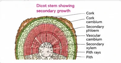 Sector of a woody dicot stem showing cork, cork cambium, secondary phloem, vascular cambium, secondary xylem, pith rays and pith
