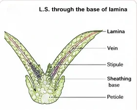 Longitudinal section through the leaf base showing two laminae with veins, stipules and a sheathing base above the petiole