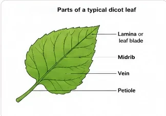 A dicot leaf with lamina, midrib, veins and petiole labelled