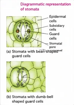 Surface views of a stoma with two bean-shaped guard cells surrounded by subsidiary and epidermal cells, and a grass stoma with dumb-bell shaped guard cells