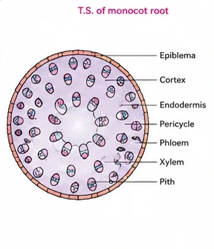 Transverse section with an outer layer and many small vascular bundles scattered through a ground tissue