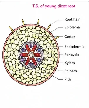 Transverse section with root hairs, epiblema, cortex, endodermis, pericycle, a star-shaped xylem with alternating phloem and a small pith