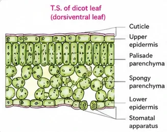 Vertical section of a dicot leaf showing cuticle, upper epidermis, columnar palisade parenchyma, loosely arranged spongy parenchyma, lower epidermis and a stomatal apparatus
