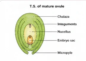 Section of an ovule with chalaza at the top, two integuments, nucellus, embryo sac and the micropyle at the bottom