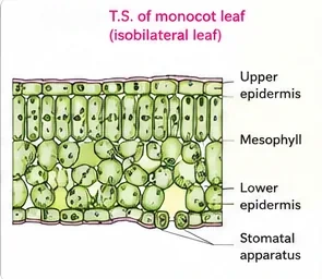 Vertical section of a monocot leaf with upper and lower epidermis, undifferentiated mesophyll and stomata on the lower side