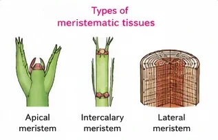 A shoot tip showing apical meristem, a stem with intercalary meristem at the base of an internode, and a woody log showing lateral meristem as a cylinder