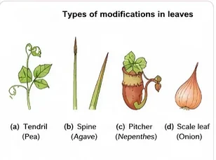 Leaf tendril of pea, spine of Agave, pitcher of Nepenthes and fleshy scale leaves of onion