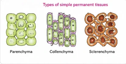 Parenchyma with thin-walled isodiametric cells, collenchyma with cells thickened at the corners, and sclerenchyma with thick lignified walls
