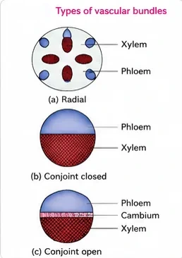 Schematic radial bundle with alternating xylem and phloem, conjoint closed bundle with phloem above xylem, and conjoint open bundle with cambium between phloem and xylem