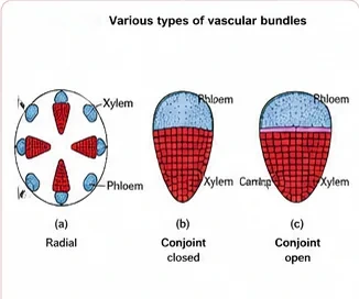 Cellular diagram of radial, conjoint closed and conjoint open vascular bundles, with a strip of cambium in the open type